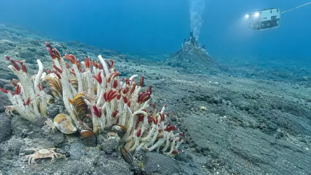 Scientific illustration of a hydrothermal vent community: a colony of red-tipped tubeworms on dark seafloor rock beside a venting chimney, lit by a submersible.