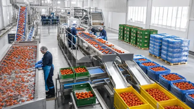 Reconstruction of a packhouse sorting line, tomatoes moving along conveyors into graded crates while workers watch the flow.