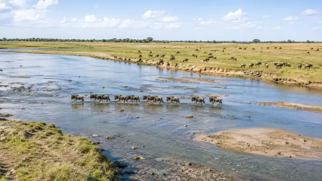 Reconstruction of a wildebeest river crossing on the Serengeti, a dense column entering the water and the herd strung across the plain behind.