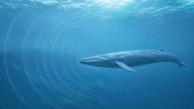 Scientific illustration of a blue whale in deep water with concentric pressure fronts of its low-frequency call spreading outward from the body.